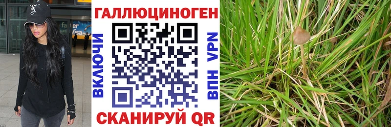 купить наркотик  Бологое  Галлюциногенные грибы Psilocybe 